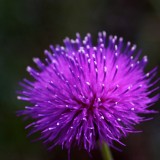 _dsc8981_7003241010_o