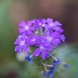 _dsc8984_7003241352_o
