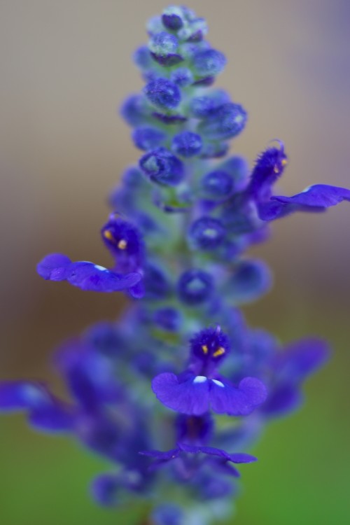 _dsc9003_7003244310_o.jpg