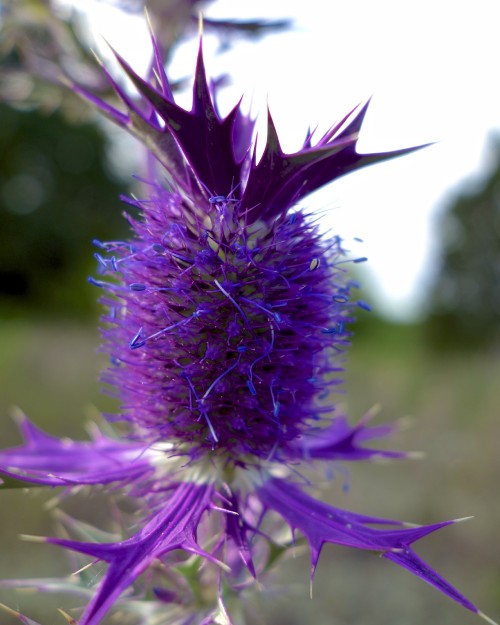 dsc09271_7810377112_o.jpg