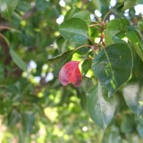 dscf4009_8228356502_o