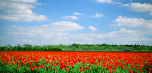 flower_field2jpg_4519670846_o.jpg