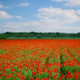 flower_fieldjpg_4518998173_o
