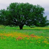treejpg_4576885415_o