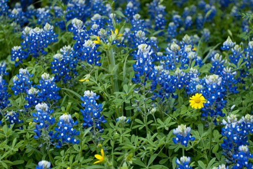 wf4jpg_4491340827_o.jpg
