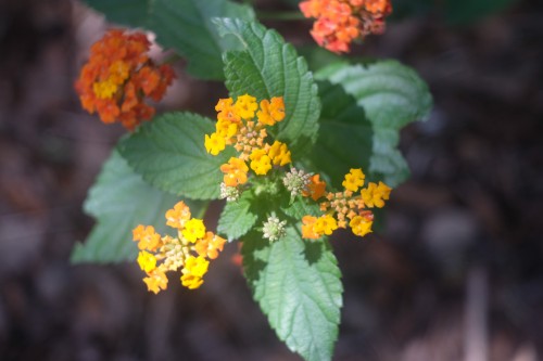 DSCF3172.jpg