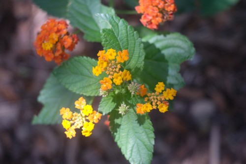 DSCF3173.jpg