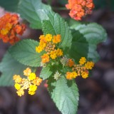 DSCF3173